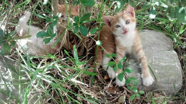 Chinese Taipei：体育团队未来发展的核心驱动力，台湾体育运动