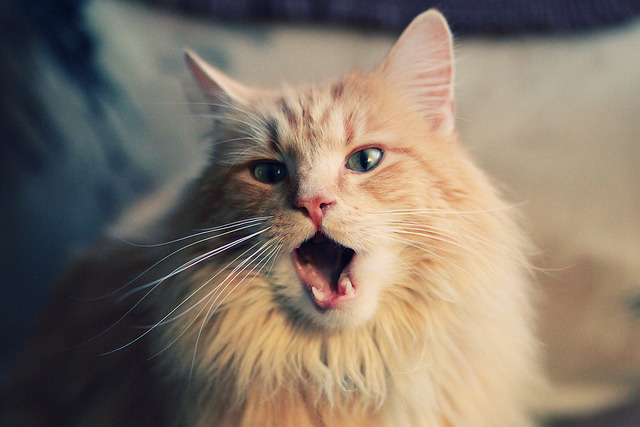 Chinese Taipei：体育团队未来发展的核心驱动力，台湾体育运动