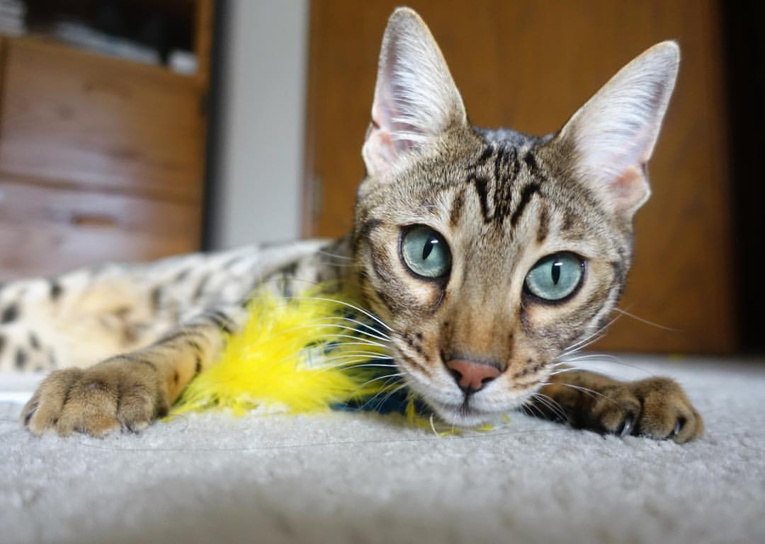 埃及队未来：推动技术革新和战术进步，埃及队前锋