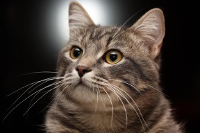 开云电子竞技-运动装备研发创新计划，运动装备研发创新计划怎么写