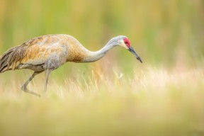 开云官方-关键比赛中主教练布阵风格是否影响胜率高低，各个球队主教练